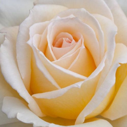Online rózsa kertészet - teahibrid rózsa - sárga - Rosa Christophe Dechavanne ® - intenzív illatú rózsa - Meilland International - Pasztell sárga virágaival szinte folyamatosan díszít. Lombozata ellenálló a betegségekkel szemben.